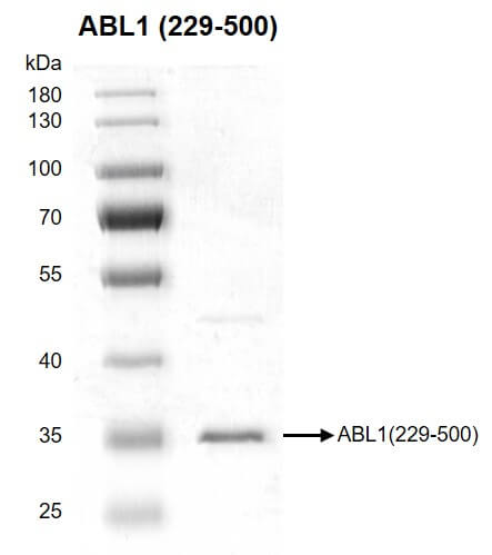 Recombinant ABL1 (229-500) protein gel 10% SDS-PAGE with Coomassie blue staining MW: 32.8 kDa Purity: >90%