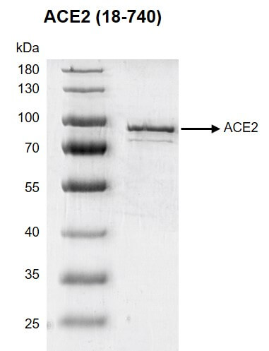Recombinant ACE2 (18-740) protein gel 10% SDS-PAGE with Coomassie staining MW: 85.4 kDa Purity: >80%