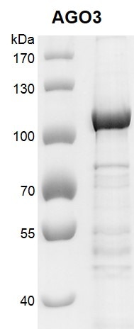 Recombinant AGO3 protein gel. AGO3 protein was run on an 8% SDS-PAGE gel and stained with Coomassie Blue.