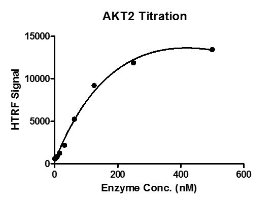 HTRF assay for recombinant AKT2 protein activity 1 uM STK S3 substrate was incubated with different concentrations AKT2 protein in a 10 ul reaction system for 1 hour. The 10 ul detection reagents were added and incubated with the reactions for 30 min. All the operations and reactions were performed at room temperature, and HTRF KinEASE STK assay was used to detect the enzymatic activity.