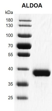 Recombinant ALDOA protein gel 10% SDS-PAGE with Coomassie blue staining MW: 40.5 kDa Purity: >95%