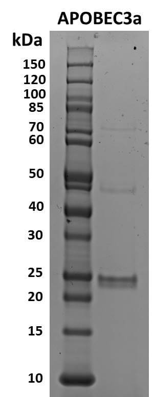 Recombinant APOBEC3A (A3A) SDS-PAGE gel Protein was run on a 10% SDS-PAGE gel and stained with Coomassie blue. MW: 23 kDa
