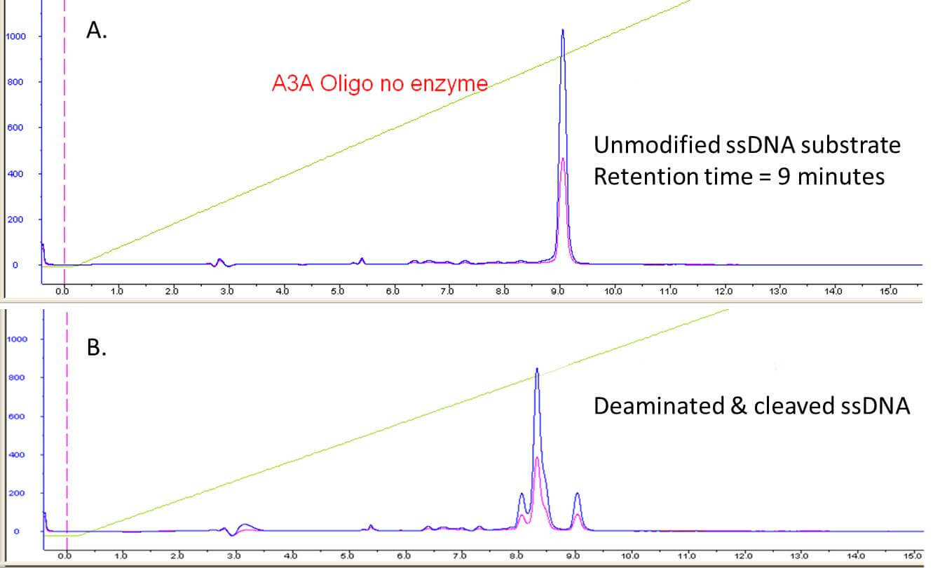 HPLC-based DNA cleavage assay for APOBEC3A activity. A single-stranded DNA oligonucleotide bearing one deoxycytidine is incubated with recombinant APOBEC3A, leading to deamination of deoxycytidine, a dC dU conversion. Incubation of dU bearing oligonucleotide with uracil-DNA glycosylase creates an abasic site that is then highly susceptible to base-mediated strand cleavage. (A.) Intact, deoxycytidine-containing substrate oligonucleotide with an HPLC retention time of 9 minutes. (B.) APOBEC3A-deaminated and base-cleaved ssDNA oligo. Cleavage products have retention times of 8.1 and 8.4 minutes.