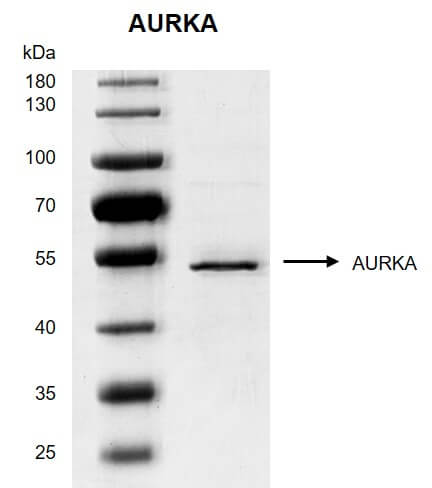 Recombinant AURKA protein gel 10% SDS-PAGE gel with Coomassie blue staining MW: 47 kDa Purity: >95%