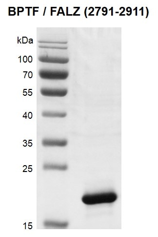 Recombinant BPTF / FALZ (2791-2911) protein | Proteintech