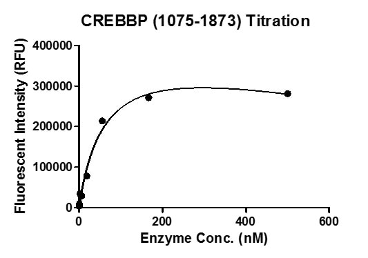 Western blot for recombinant CREBBP (1075-1873) protein activity 0.5 μg Histone H3 was incubated with 0 μg (-), 0.5 μg (+) CREBBP (1075-1873) in 20 μl reaction system for 2 hours at room temperature. Half of each reaction was run on a 13% SDS-PAGE gel, and products were detected by Western blot. H3ac (pan-acetyl) antibody was used to recognize acetylated histone H3.
