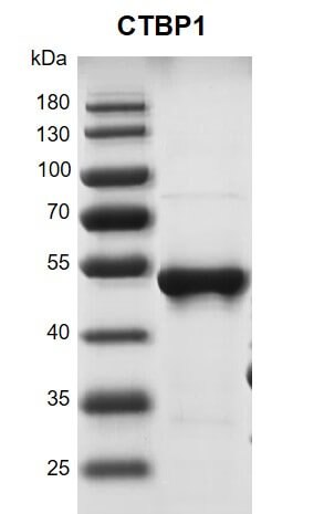 Recombinant CTBP1 protein 10% SDS-PAGE Coomassie staining MW: 51.1 kDa Purity: >90%