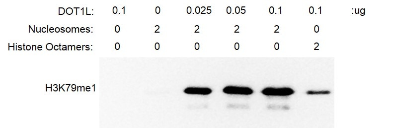 Recombinant DOT1L (1-416) protein activity. 2 ug recombinant nucleosomes were incubated with DOT1L protein for 3 hrs at RT and reaction products detected by Western Blot (Anti-H3K79me1) with DOT1L protein alone as a negative control. The activity of DOT1L with nucleosomes as substrates is greater than with histone octamer substrates.