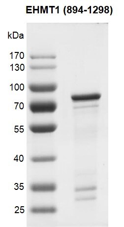 Recombinant EHMT1 (894-1298) SDS-PAGE gel. Recombinant EHMT1 was run on a 10% SDS-PAGE gel and stained with Coomassie Blue. MW: 79.1 kDa Purity: > 85%