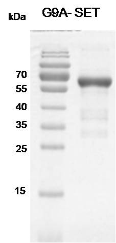 Recombinant EHMT2 (G9A)-SET (913-1193) protein gel. EHMT2 (G9A)-SET (913-1193) protein was run on a 10% SDS-PAGE gel and stained with Coomassie Blue.