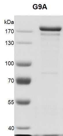 Recombinant EHMT2 (G9a) protein gel. EHMT2 (G9a) protein was run on an 10% SDS-PAGE gel and stained with Coomassie Blue. MW: 134 kDa Purity: > 90%
