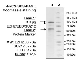 EZH2 protein gel. EZH2 run on an SDS-PAGE gel and stained with Coomassie blue. Arrows indicate recombinant proteins as labeled.