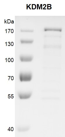 Recombinant FBXL10 / KDM2B protein gel. FBXL10 / KDM2B protein was run on a 10% SDS-PAGE gel and stained with Coomassie blue.