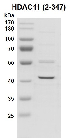 Recombinant HDAC11 (2-347) protein gel. HDAC11 (2-347) protein was run on an 8% SDS-PAGE gel and stained with Coomassie Blue. MW: 42.2 kDa Purity: > 70%