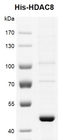 Recombinant HDAC8 His-Tag protein gel. HDAC8 protein was run on an 8% SDS-PAGE gel and stained with Coomassie Blue.