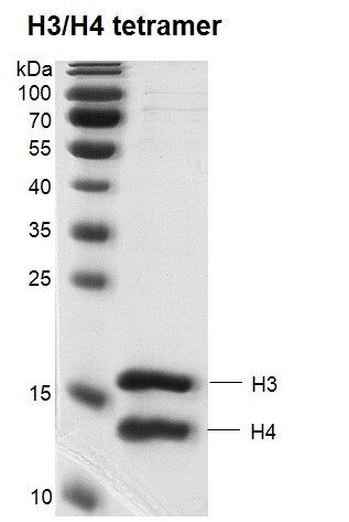 Recombinant Histone H3/H4 Tetramer 13% SDS-PAGE Coomassie staining MW: H3: 15.3 kDa H4: 11.2 kDa Purity: ≥ 95%