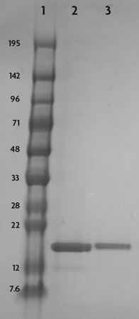 Recombinant Histone H3 acetyl Lys23 analyzed by SDS-PAGE gel. SDS-PAGE gel analysis of 1.5 micrograms of Recombinant Histone H3 acetyl Lys23 (Lane2), Recombinant Histone H3 (Lane 3) and protein marker (Lane 1).