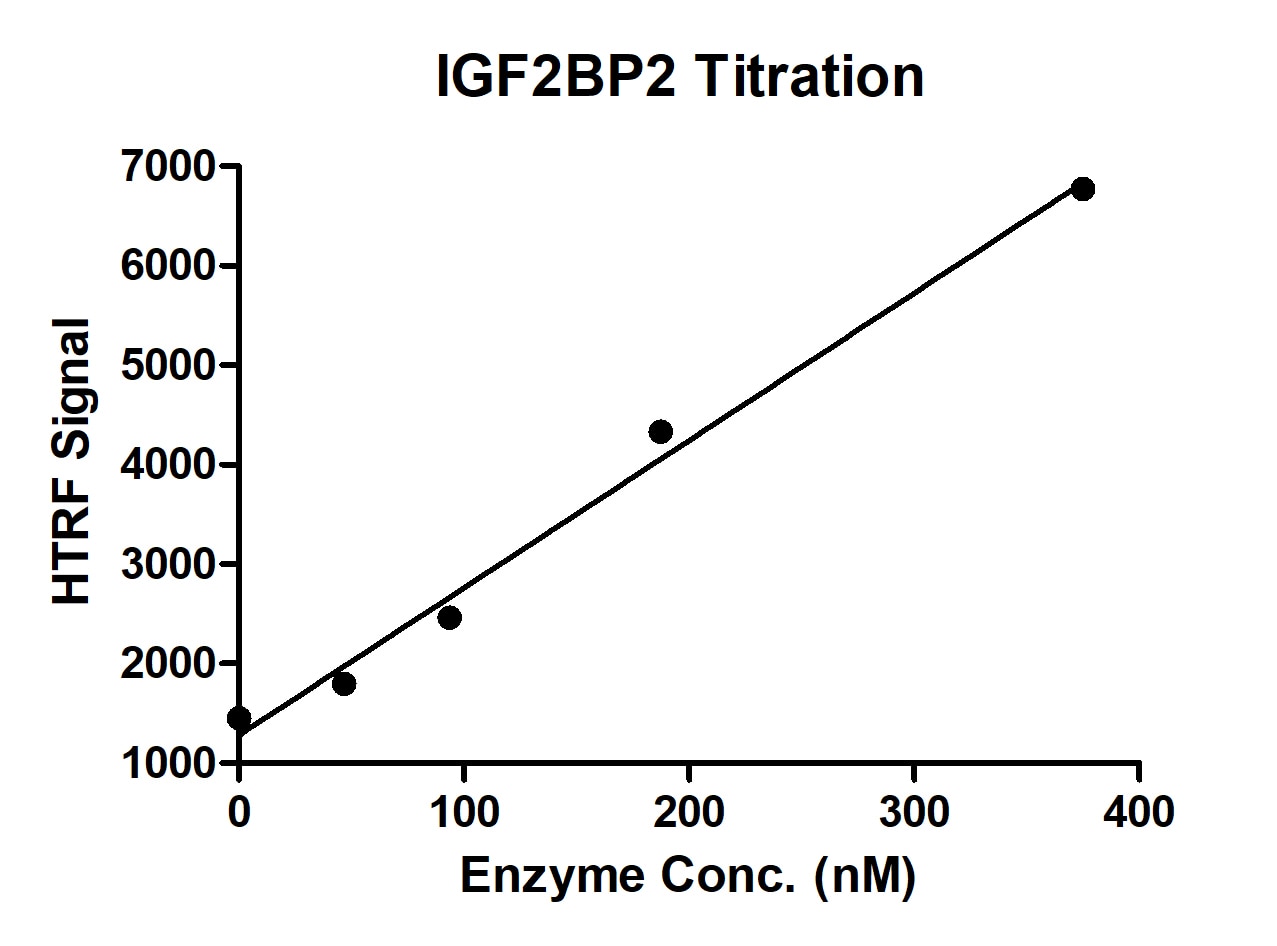 Recombinant IGF2BP2 protein | Proteintech