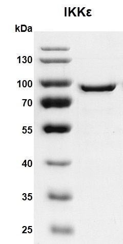 Recombinant IKKe protein 10% SDS-PAGE Coomassie staining MW: 81.7 kDa Purity: >90% Recombinant IKKe protein 10% SDS-PAGE Coomassie staining MW: 81.7 kDa Purity: >90%