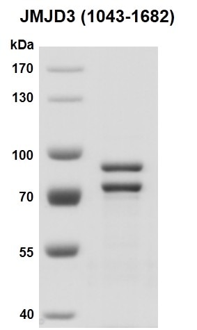 Recombinant JMJD3 / KDM6B (1043-1682) SDS-PAGE gel. Recombinant JMJD3 was run on an 8% SDS-PAGE gel and stained with Coomassie Blue. MW: 73.4 kDa Purity: > 90%