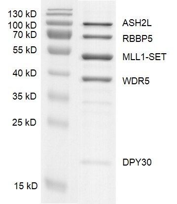 Recombinant KMT2A (MLL1) complex gel. Recombinant MLL1 complex was run on an 12% SDS-PAGE gel and stained with Coomassie blue.
