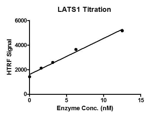 HTRF assay for LATS1 protein activity 1 uM STK S1 substrate was incubated with different concentrations of LATS1 protein in a 10 ul reaction system containing 1×Enzymatic Buffer, 5 mM MgCl2, 1 mM DTT and 100 uM ATP for 1 hr. Then 10 ul detection reagents containing TK antibody and SA-XL665 (each of which was 1:100 diluted with 1× Detection Buffer) were added and incubated with the reactions for 30 min. All the operations and reactions were performed at room temperature.HTRF KinEASE STK assay was used to detect the enzymatic activity.