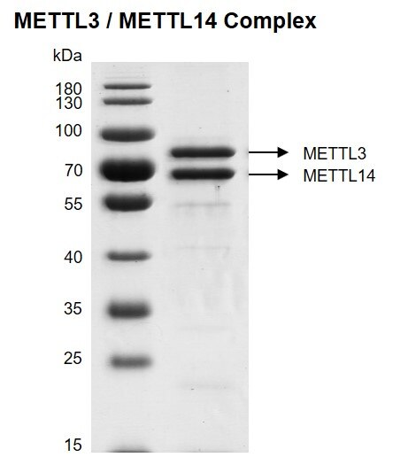 Recombinant METTL3 / METTL14 complex, protein gel. Recombinant METTL3 / METTL14 complex was run on a 10% SDS-PAGE gel and stained with Coomassie Blue. MW: METTL3: 64.5 kDa, MW: METTL14, N-Flag: 53.3 kDa. Purity: >85%