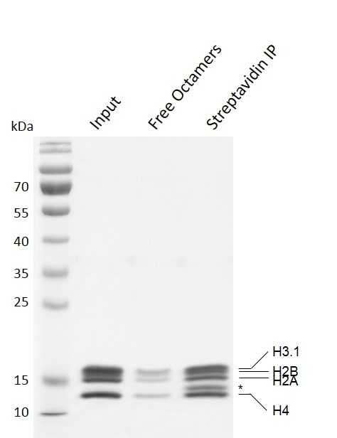 Streptavidin pull--down for Recombinant Mononucleosomes (H3.1) - biotinylated Recombinant Mononucleosomes (H3.1) - biotinylated were pulled down by streptavidin beads. Input nucleosomes (Lane 2) and the nucleosomes (Lane 3) pulled down by streptavidin were run on a 13% SDS-PAGE gel and stained with Commassie blue. The SDS-PAGE gel result shows that almost all of biotinylated mononucleosomes (H3.1) are pulled down by streptavidin beads. *indicates streptavidin.