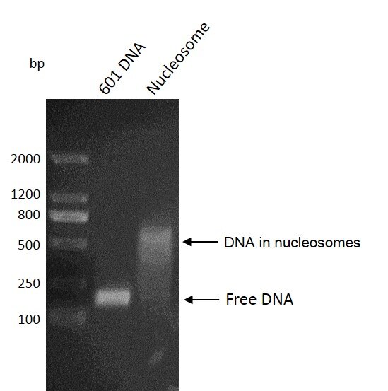 Recombinant Mononucleosomes (H3.1) - biotinylated DNA gel Mononucleosomes were run on an agarose gel and stained with ethidium bromide. Lane 1: DNA marker. Lane 2: 601 DNA. Lane 3: Intact monnucleosomes (H3.1). Intact mononucleosomes (H3.1) migrated much higher than free 601 DNA. The agarose gel result shows almost all of 601 DNA wrap histone octamers to form nucleosomes.