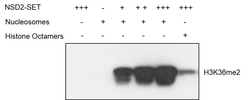 Histone methyltransferase activity assay comparing recombinant nucleosomes and histone octamers as substrates. 2 ug Recombinant mononucleosomes (H3.1) were incubated with 0 ug (-), 0.05 ug (+), 0.1 ug (++), 0.2 ug (+++) NSD2-SET protein, respectively, in 30 ul reaction system containing 50 mM Tris-HCl, pH 8.6, 0.02% Triton X-100, 2 mM MgCl2, 1 mM TCEP, 50 uM SAM for 3 h at room temperature. 6 ul reaction products were loaded and run on a 12.5% SDS-PAGE gel. Western Blot was used to detect the generation of reaction products (H3K36me2, Cat. No. 31891, 1:600 dilution). The Western blot result shows that recombinant mononucleosomes (H3.1) are better substrate than histone octamer for NSD2-SET assay.