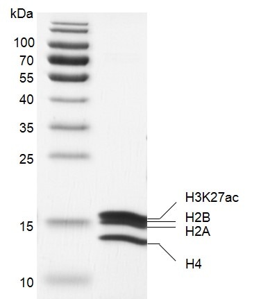 Recombinant Mononucleosomes (H3K27ac) DNA gel. Recombinant Mononucleosomes (H3K27ac) were run on a 2% agarose gel and stained with ethidium bromide. Lane 1: DNA marker. Lane 2: 601 DNA. Lane 3: Intact mononucleosomes H3K27ac. Intact mononucleosomes H3K27ac migrated much higher than free 601 DNA. The agarose gel result shows almost all of 601 DNA wrap histone octamers to form nucleosomes. Recombinant Mononucleosomes (H3K27ac) DNA gel. Recombinant Mononucleosomes (H3K27ac) were run on a 2% agarose gel and stained with ethidium bromide. Lane 1: DNA marker. Lane 2: 601 DNA. Lane 3: Intact mononucleosomes H3K27ac. Intact mononucleosomes H3K27ac migrated much higher than free 601 DNA. The agarose gel result shows almost all of 601 DNA wrap histone octamers to form nucleosomes.
