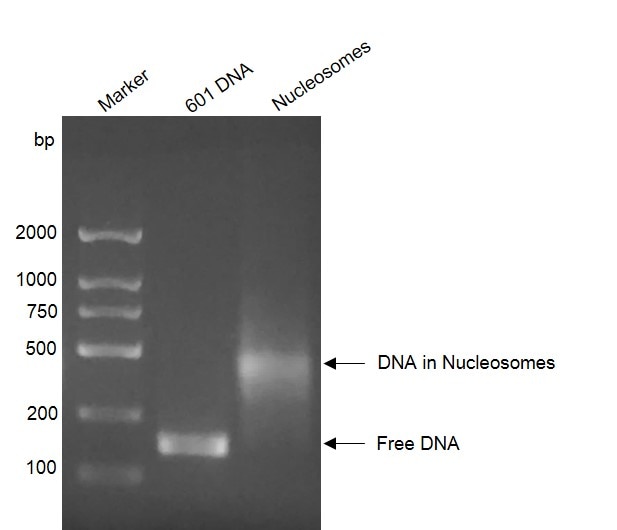 Recombinant Mononucleosomes (H3K27ac) gel. 13% SDS-PAGE Coomassie staining Purity: ≥95% Recombinant Mononucleosomes (H3K27ac) gel. 13% SDS-PAGE Coomassie staining Purity: ≥95%