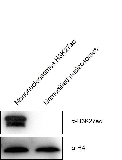 Western Blot analysis for Recombinant Mono-nucleosomes (H3K27ac) Recombinant Mononucleosomes (H3K27ac) (Lane 1) and unmodified nucleosomes (Lane 2) were detected with anti- H3K27ac antibody and anti-H4 antibody, respectively. H4 was detected as loading control. Only Recombinant Mononucleosomes (H3K27ac) can be detected by anti-H3K27ac antibody. Western Blot analysis for Recombinant Mono-nucleosomes (H3K27ac) Recombinant Mononucleosomes (H3K27ac) (Lane 1) and unmodified nucleosomes (Lane 2) were detected with anti- H3K27ac antibody and anti-H4 antibody, respectively. H4 was detected as loading control. Only Recombinant Mononucleosomes (H3K27ac) can be detected by anti-H3K27ac antibody.