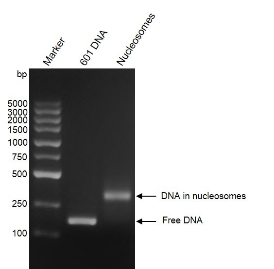 Recombinant Mononucleosomes H3K27ac - biotin, DNA gel. Mononucleosomes H3K27ac - biotin were run on a 2% agarose gel and stained with ethidium bromide. Lane 1: DNA marker. Lane 2: 601 DNA. Lane 3: Intact mononucleosomes H3K27ac. Intact mononucleosomes.H3K27ac migrated much higher than free 601 DNA. The agarose gel result shows almost all of 601 DNA wrap histone octamers to form nucleosomes.