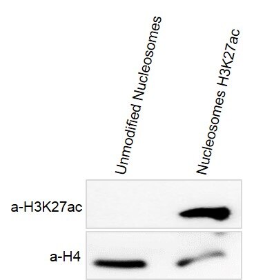 Recombinant Mononucleosomes H3K27ac - biotin tested by Western blot Unmodified nucleosomes (Lane 1) and Recombinant Mononucleosomes (H3K27ac) - biotinylated (Lane 2) were detected with anti-H3K27ac antibody and anti-H4 antibody, respectively. H4 was detected as loading control. Only Recombinant Mononucleosomes (H3K27ac) - biotinylated can be detected by anti-H3K27ac antibody.