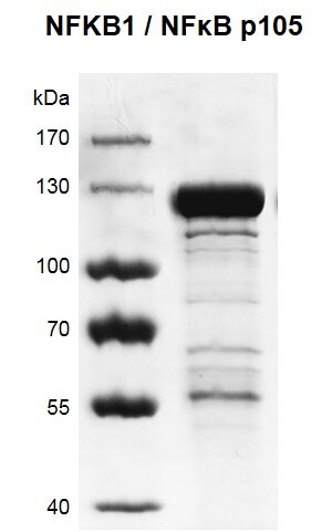 Recombinant NFKB1 / NFkB p105 protein gel 7.5% SDS-PAGE Coomassie staining MW: 107.1 kDa Purity: >85%