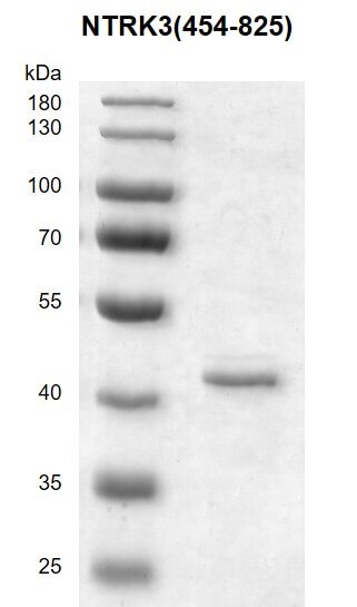 Recombinant NTRK3 (454-825) protein 10% SDS-PAGE with Coomassie staining MW: 43.5 kDa Purity: >90%