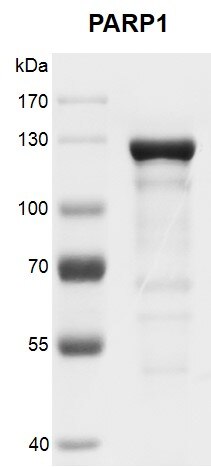 Recombinant PARP1 protein gel 8% SDS-PAGE gel stained with Coomassie blue. MW: 115.1 kDa Purity: ≥80%