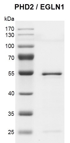 Recombinant PHD2 (EGLN1) protein gel 10% SDS-PAGE gel with Coomassie blue staining MW: 47 kDa Purity: > 90%