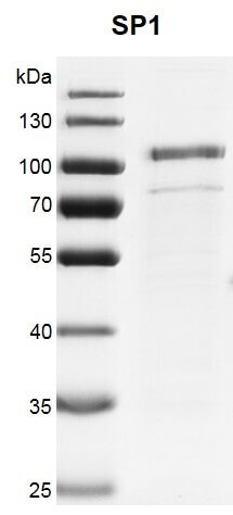 Recombinant SP1 protein gel Recombinant SP1 protein was run on a 10% SDS-PAGE gel and stained with Coomassie blue. MW: 82.3 kDa Purity: >88% Recombinant SP1 protein gel Recombinant SP1 protein was run on a 10% SDS-PAGE gel and stained with Coomassie blue. MW: 82.3 kDa Purity: >88%