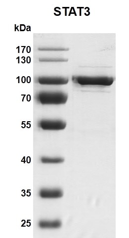 Recombinant STAT3 protein gel 10% SDS-PAGE Coomassie staining MW: 89.2 kDa Purity: >90% Recombinant STAT3 protein gel 10% SDS-PAGE Coomassie staining MW: 89.2 kDa Purity: >90%
