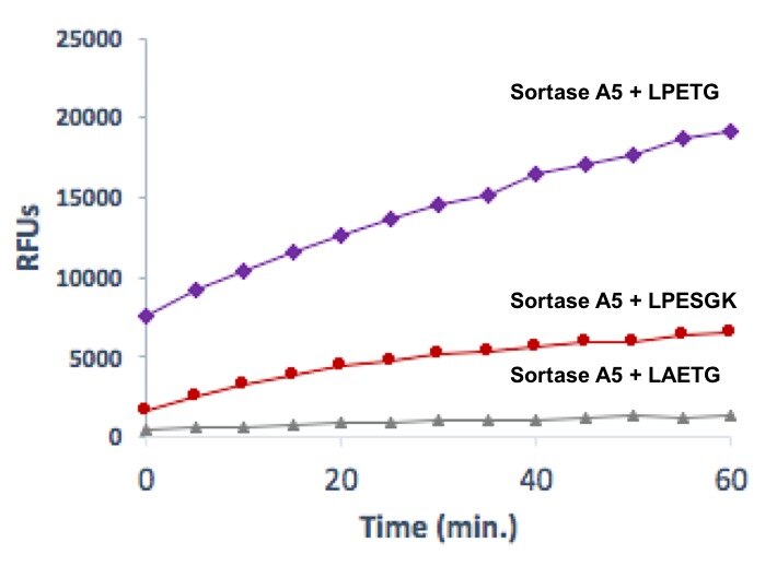 Sortase A5 protein gel. Sortase A5 run on an SDS-PAGE gel and stained with Coomassie Blue. Sortase A5 protein gel. Sortase A5 run on an SDS-PAGE gel and stained with Coomassie Blue.