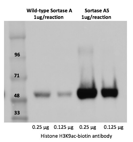 Sortase A5 has increased labeling efficiency compared to the Wild-Type sortase. The H3K9Ac AbFlex antibody (67 ug) was labeled with 5 ug Biotin (1.28 mM) using 1 ug Sortase A5 or Wild-Type sortase at 30 °C for 2 hr. with shaking. Top Panel: Following purification, 0.25 and 0.125 ug of labeled antibodies were run on an SDS-PAGE PAGE gel and labeling was detected using streptavidin-HRP. Lanes 1 & 2: 0.25 ug and 0.125 ug of H3K9Ac AbFlex Ab labeled with wild-type Sortase, respectively. Lanes 3 & 4: 0.25 ug and 0.125 ug of H3K9Ac AbFlex Ab labeled with Sortase A5, respectively. Bottom panel: The intensity of the labeling was quantified using BioRad’s Gel Doc imaging system, represented here as arbitrary units. Sortase A5 has increased labeling efficiency compared to the Wild-Type sortase. The H3K9Ac AbFlex antibody (67 ug) was labeled with 5 ug Biotin (1.28 mM) using 1 ug Sortase A5 or Wild-Type sortase at 30 °C for 2 hr. with shaking. Top Panel: Following purification, 0.25 and 0.125 ug of labeled antibodies were run on an SDS-PAGE PAGE gel and labeling was detected using streptavidin-HRP. Lanes 1 & 2: 0.25 ug and 0.125 ug of H3K9Ac AbFlex Ab labeled with wild-type Sortase, respectively. Lanes 3 & 4: 0.25 ug and 0.125 ug of H3K9Ac AbFlex Ab labeled with Sortase A5, respectively. Bottom panel: The intensity of the labeling was quantified using BioRad’s Gel Doc imaging system, represented here as arbitrary units.