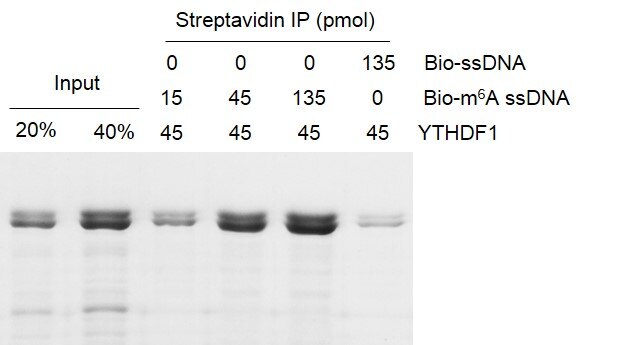 Binding Assay for Recombinant YTHDF1 protein. 45 pmol biotinylated m6A ssDNA oligos (5’-GTTGCCTGTTCGTGTTGG/m6A/CTTGCCTGT-3’) were incubated with YTHDF1 protein in binding buffer for 3 hr at 4C. DNA-YTHDF1 compounds were incubated with streptavidin beads for 1 hour at 4C, and pull-down products were were run on a 10% SDS-PAGE gel, stained with Coomassie Blue. (Biotinylated,unmethylated ssDNA oligos used as negative control). YTHDF1 preferentially binds to ssDNA with m6A modifications compared with unmodified ssDNA.