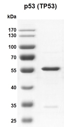 Recombinant p53 (TP53) protein gel 10% SDS-PAGE Coomassie staining MW: 44.9 kDa Purity: ≥ 95% Recombinant p53 (TP53) protein gel 10% SDS-PAGE Coomassie staining MW: 44.9 kDa Purity: ≥ 95%