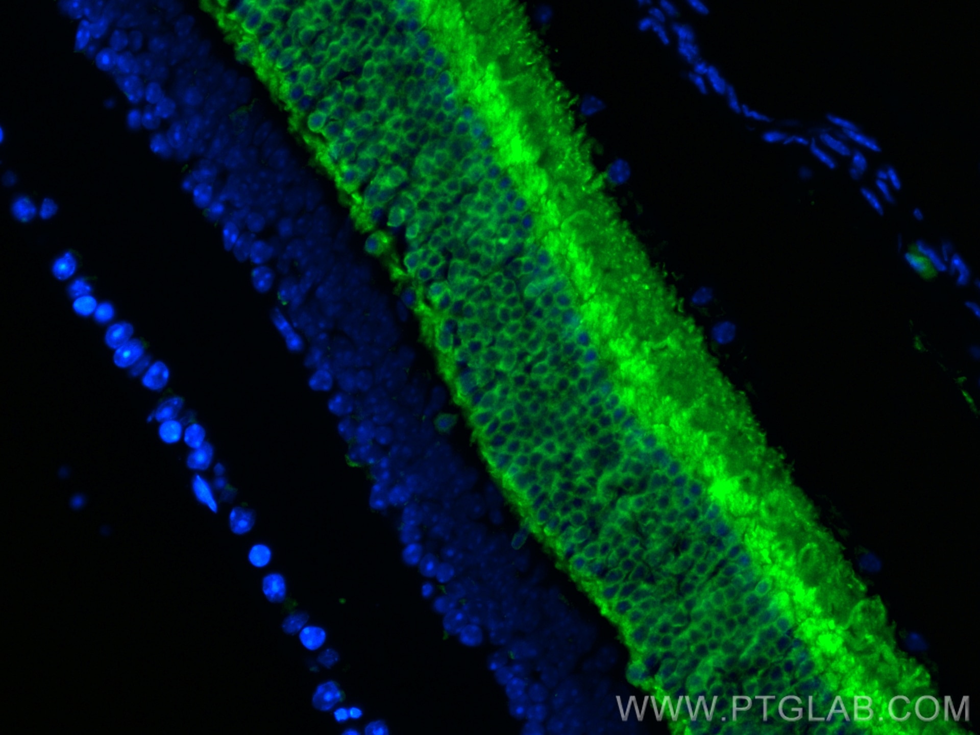 Immunofluorescence (IF) / fluorescent staining of mouse eye tissue using CoraLite® Plus 488-conjugated Recoverin Polyclonal (CL488-10073)
