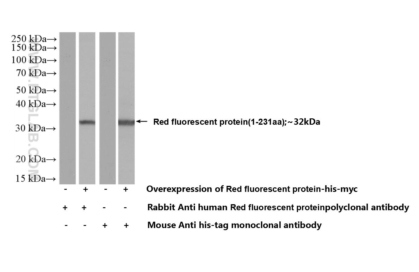 Western Blot (WB) analysis of Transfected HEK-293 cells using Red fluorescent protein Polyclonal antibody (28063-1-AP)