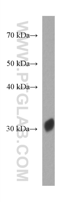 Western Blot (WB) analysis of Recombinant protein using Red fluorescent protein Monoclonal antibody (67378-1-Ig)