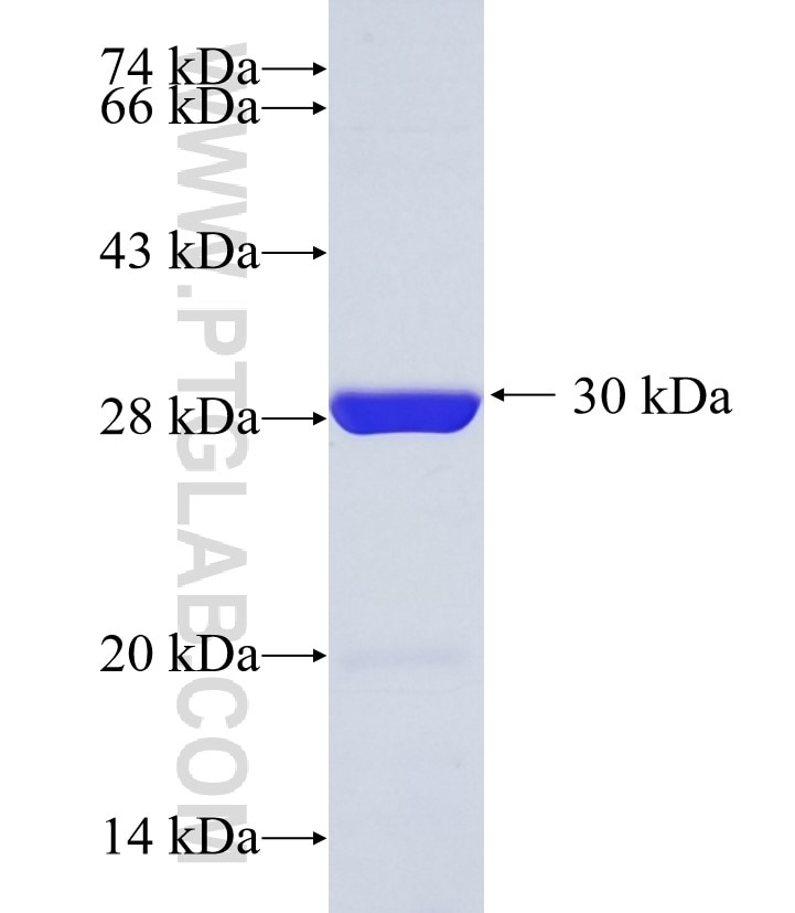 Red fluorescent protein fusion protein Ag27669 SDS-PAGE
