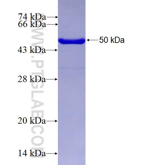 Red fluorescent protein fusion protein Ag27893 SDS-PAGE